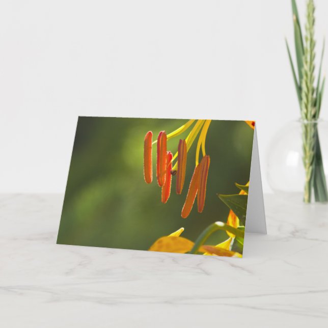 Humboldt Lily Stamens Card (Front)