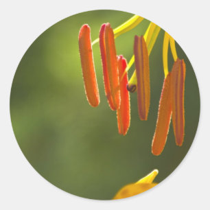 Humboldt Lily Stamens Classic Round Sticker