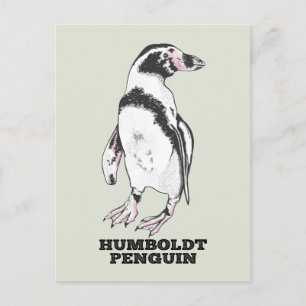 Humboldt penguin postcard