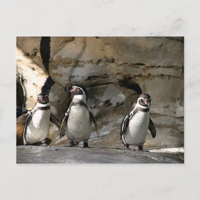 Humboldt Penguin Postcard (Front)