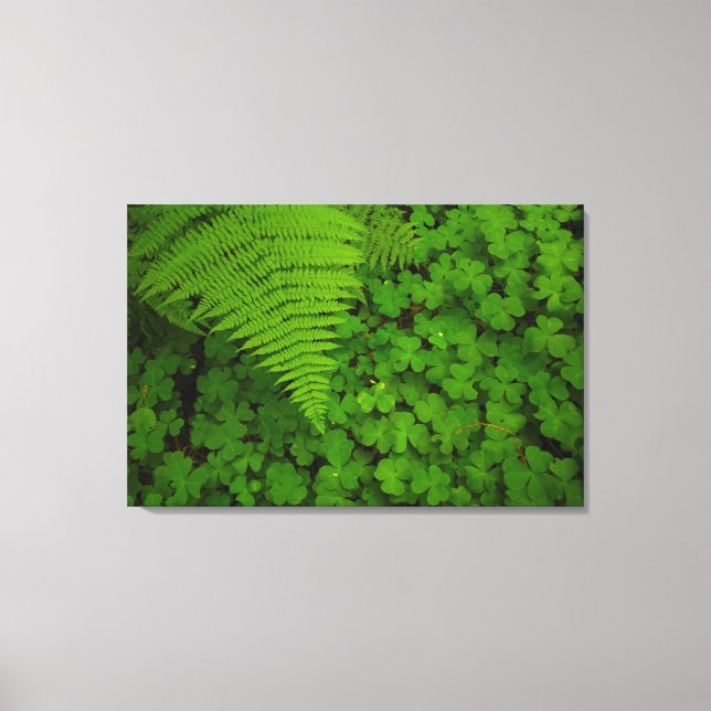 Humboldt Redwoods State Park Canvas Print (Front)