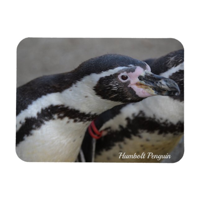 Humbolt Penguin at Drusillas Zoo in East Sussex Magnet (Horizontal)