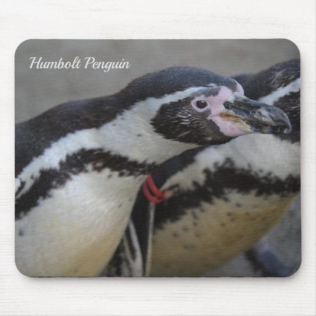 Humbolt Penguin at Drusillas Zoo in East Sussex Mouse Pad (Front)