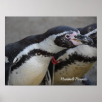 Humbolt Penguin at Drusillas Zoo in East Sussex