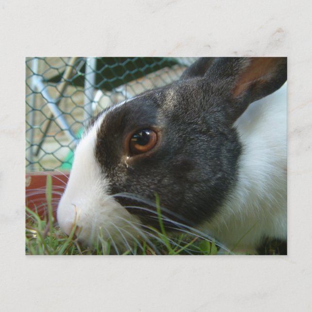 Humbug  bunny postcard (Front)