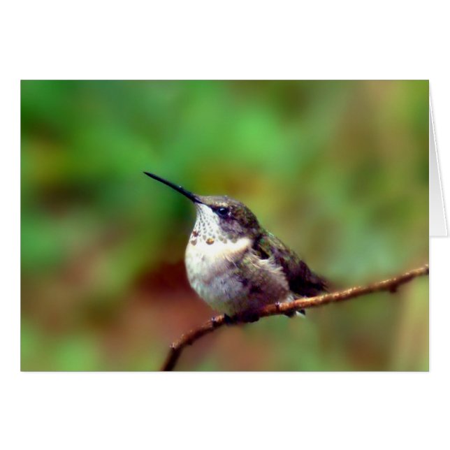 Hummer at Rest (Front Horizontal)