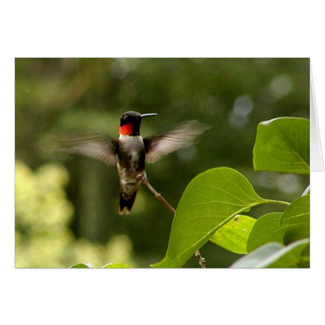Humming Bird (Front Horizontal)