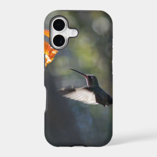 Humming Bird