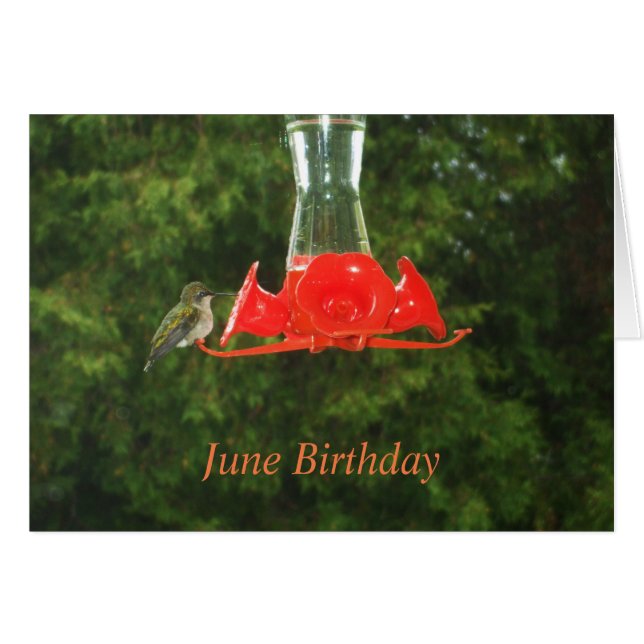 Humming Bird at Feeder (Front Horizontal)