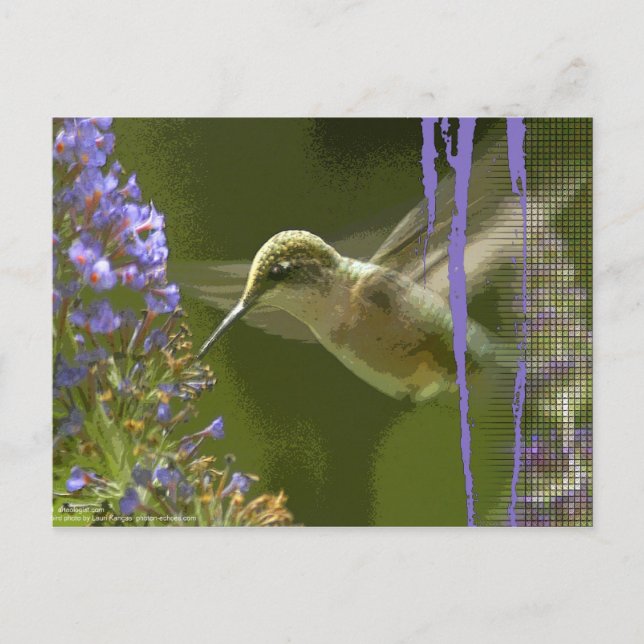 Humming Bird Harmony Postcard (Front)