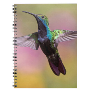 Humming Bird Notebook