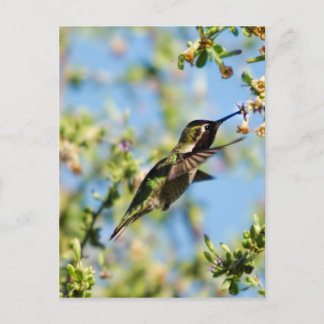 Humming Bird Postcard