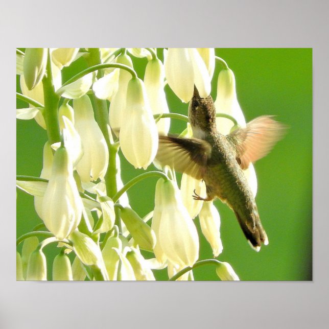 Humming Bird Poster (Front)