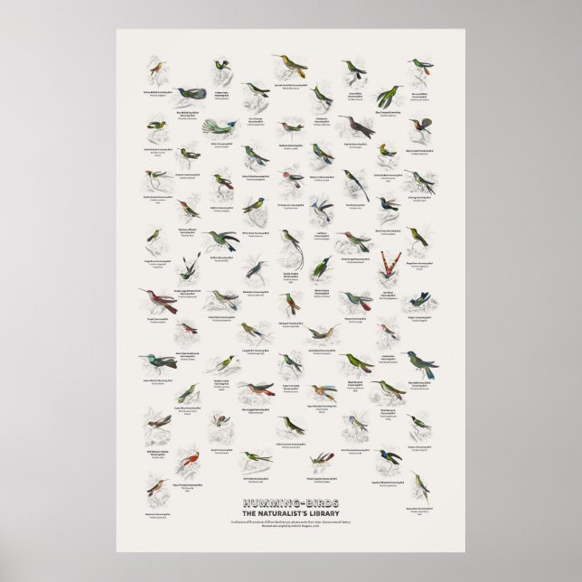 Humming-Birds - Naturalist's Library Poster (Front)