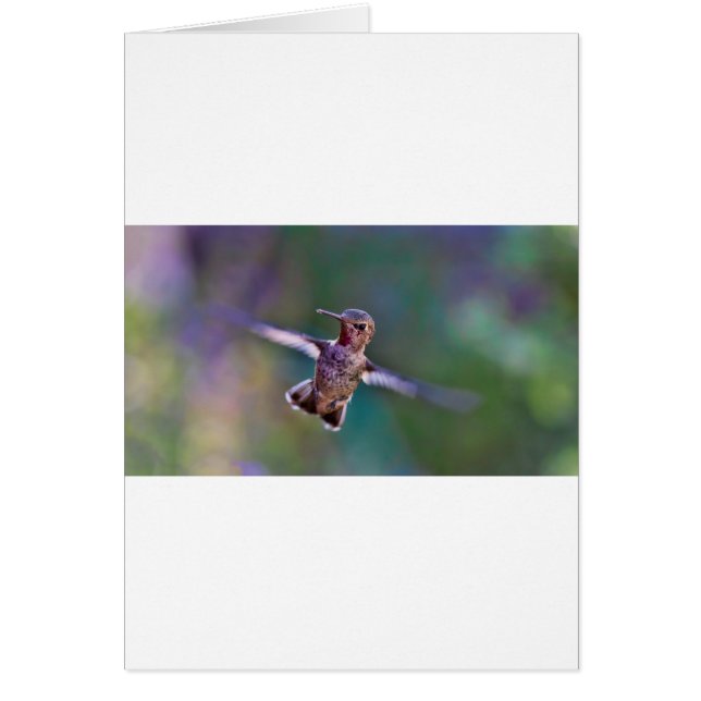 Hummingbird (Front)