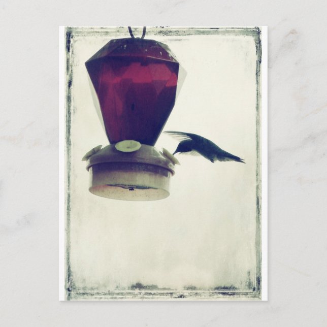 Hummingbird 2 postcard (Front)