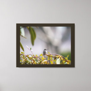 Hummingbird 3346 canvas print