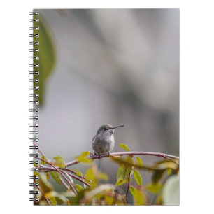 Hummingbird 3346 notebook
