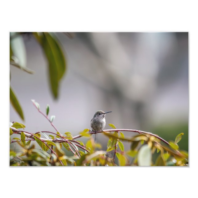 Hummingbird 3346 photo print (Front)