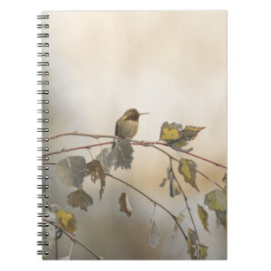 Hummingbird 5265 notebook
