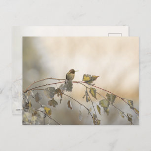 Hummingbird 5265 postcard