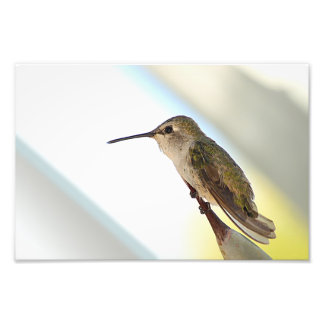 Hummingbird and agave photo print