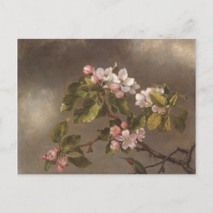 Hummingbird and Apple Blossoms Postcard