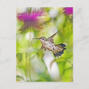 Hummingbird and Bee Balm Postcard
