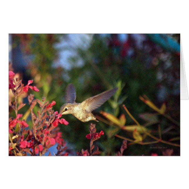 Hummingbird And Blooms (Front Horizontal)