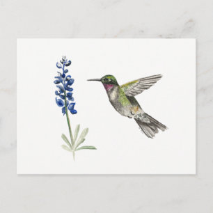 Hummingbird and Bluebonnet Postcard
