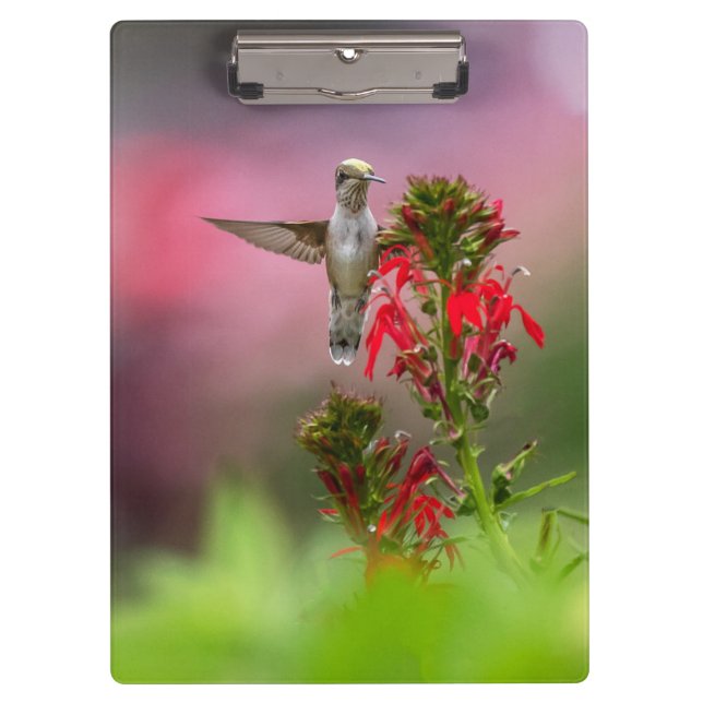 Hummingbird And Cardinal Flower  Clipboard (Front)