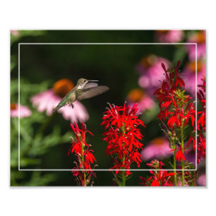 Hummingbird And Cardinal Flower Photo Print
