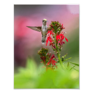 Hummingbird And Cardinal Flower Photo Print