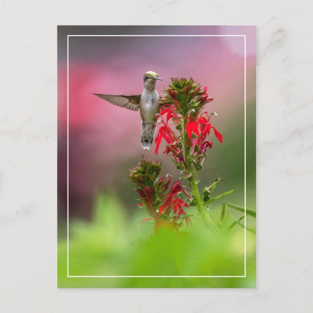 Hummingbird And Cardinal Flower Postcard (Front)
