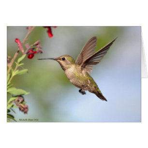 Hummingbird and Flower