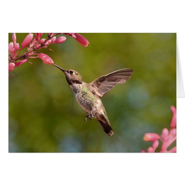 Hummingbird and Flower (Front Horizontal)