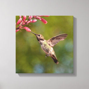 Hummingbird And Flower Canvas Print