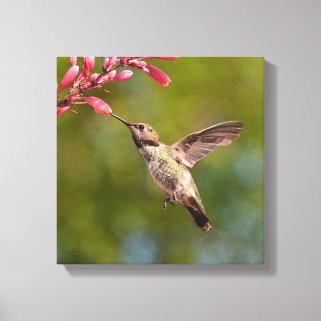 Hummingbird And Flower Canvas Print (Front)