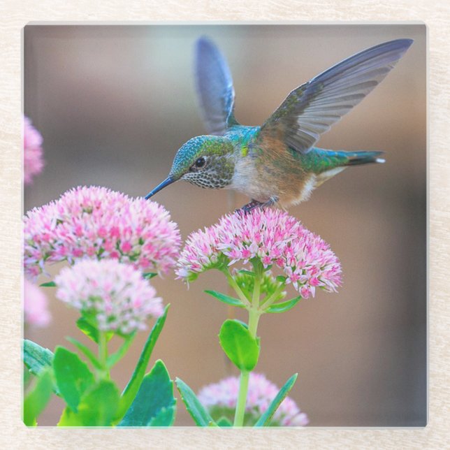 Hummingbird and Flowers Glass Coaster (Front)