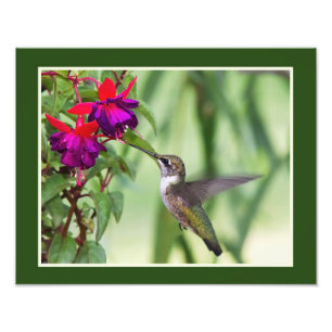 Hummingbird and Fuchsia Photo Print