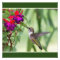 Hummingbird and Fuchsia
