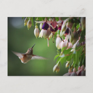 Hummingbird And Fushia Flower Plant Postcard