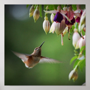 Hummingbird And Fushia Flower Plant Print