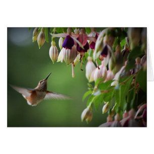 Hummingbird and Fushia Plant