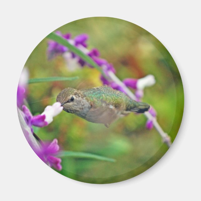 Hummingbird and Mexican Sage II Magnet (Front)