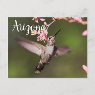 Hummingbird and pink flowers, Arizona Postcard