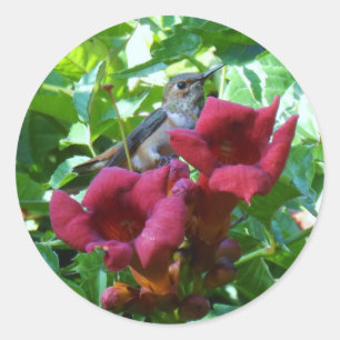 Hummingbird and Red Trumpet Flower Classic Round Sticker