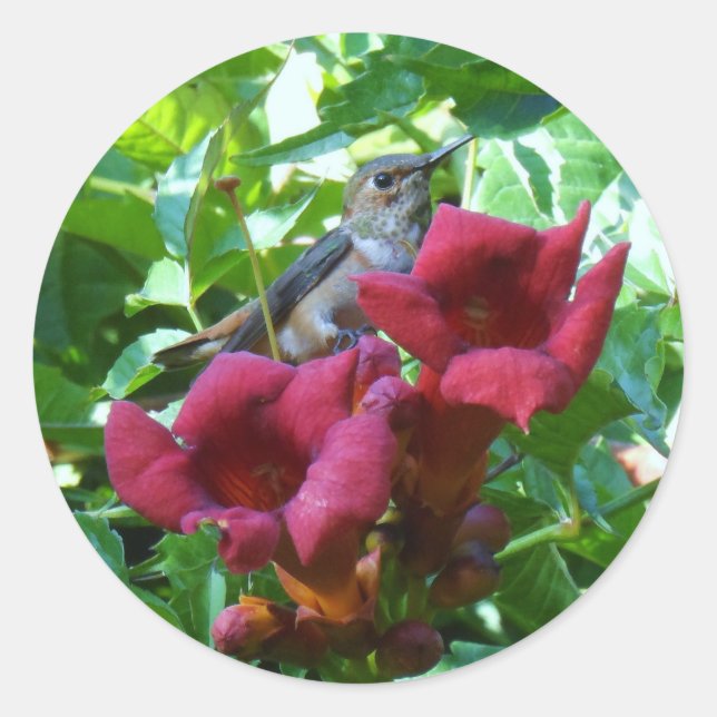 Hummingbird and Red Trumpet Flower Classic Round Sticker (Front)