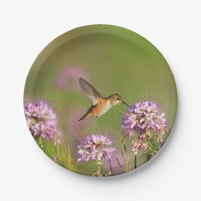 Hummingbird and Wildflowers Paper Plate (Front)