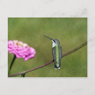 Hummingbird and Zinnia Postcard